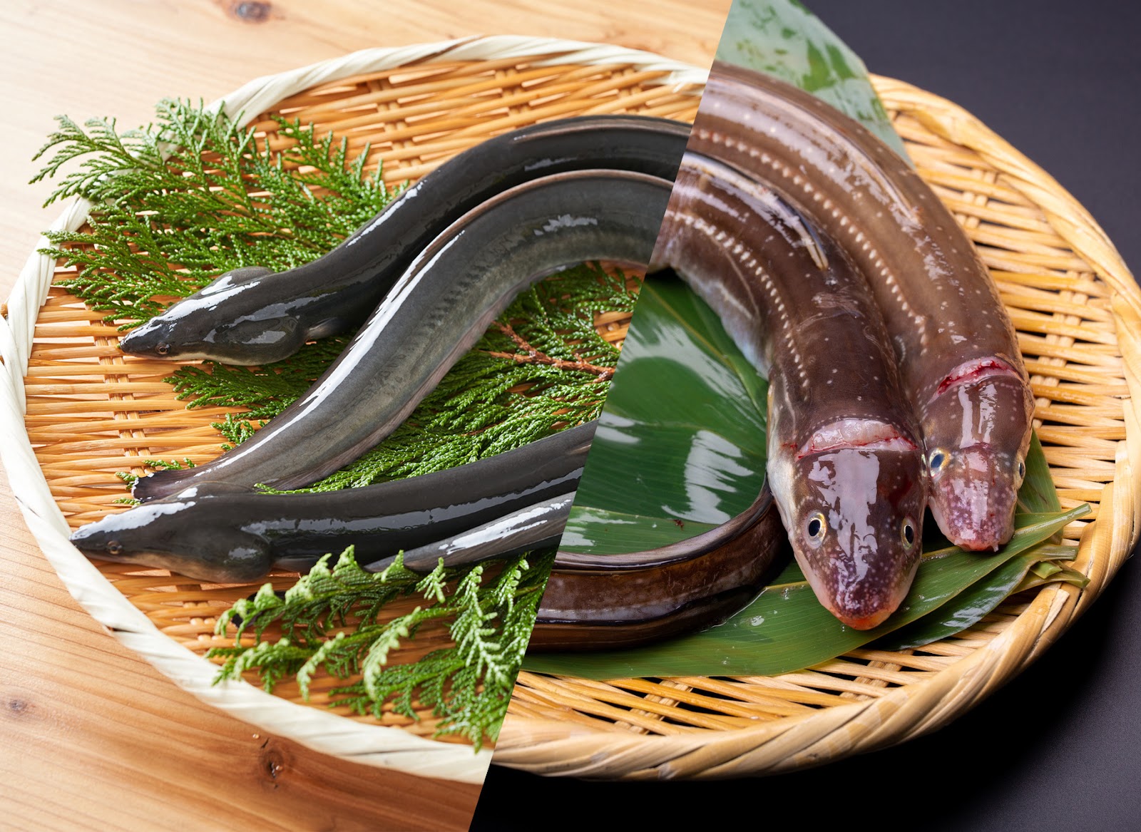 【2026年追跡報告】「ニホンウナギ」完全養殖の量産化が本格始動——絶滅危惧の危機と価格変化の兆し、伝統の食文化はどこへ向かうのか