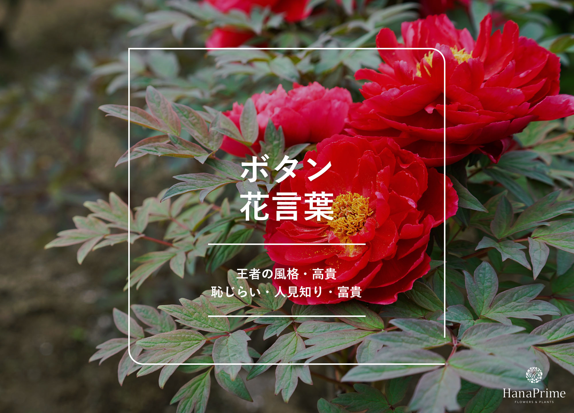 牡丹の花言葉に隠された真実とは？色別の意味と怖い噂の真相を徹底解説