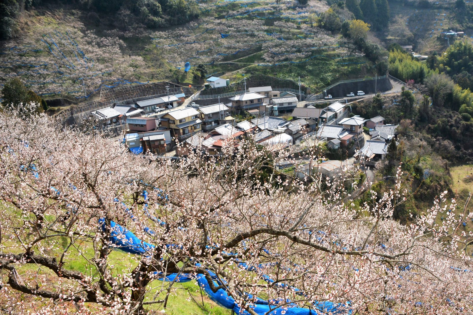 紀州石神田辺梅林2026！見頃・開花状況と混雑回避完全ガイド