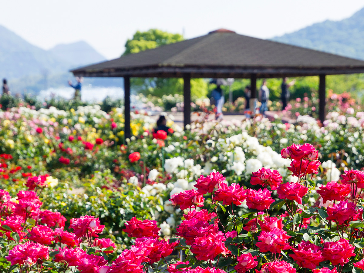 よしうみバラ公園2026開花状況と見頃！入場無料の絶景と攻略法