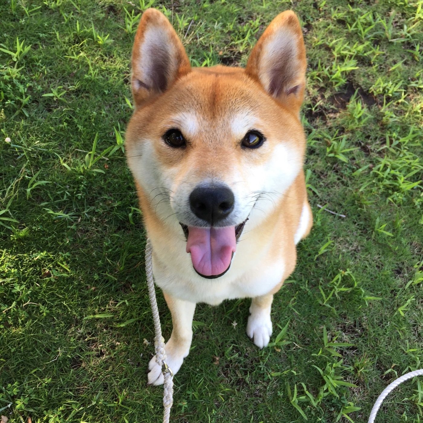 柴犬のキツネ顔とタヌキ顔の違いは？縄文柴のルーツと性格を徹底解剖