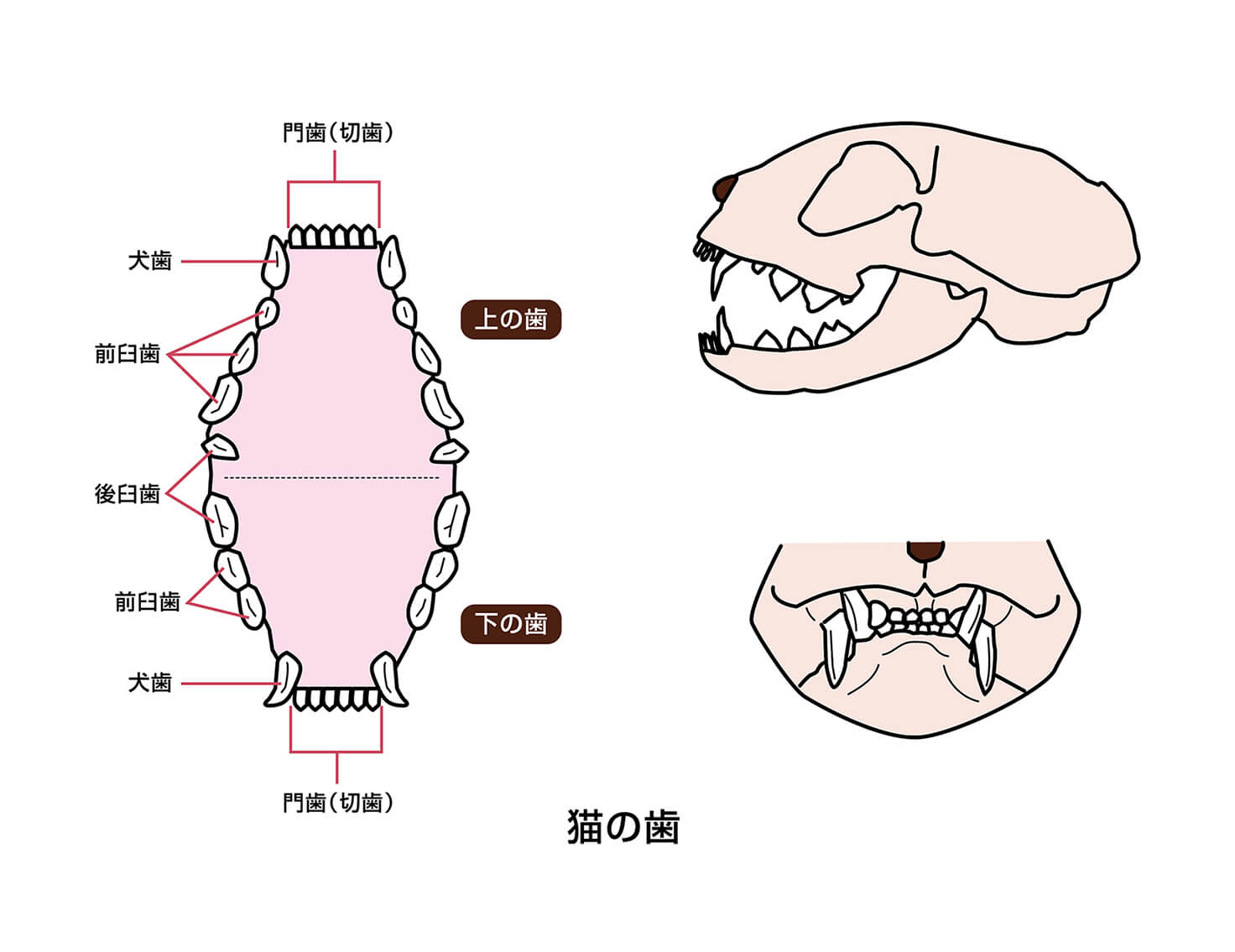 猫の歯が抜けるのは危険信号？本数や生え変わり時期と正しい口内ケアの真相