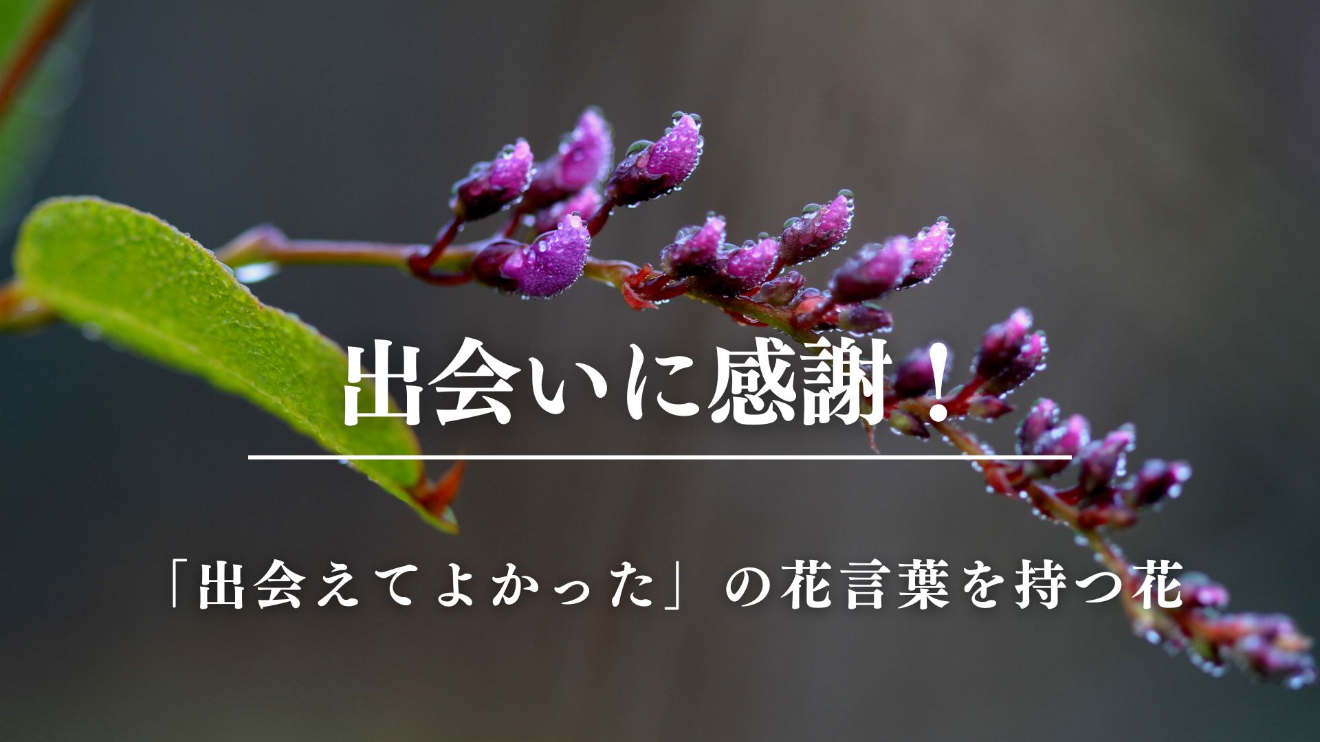 「出会えてよかった」の花言葉7選！感謝と奇跡を伝えるギフトの極意