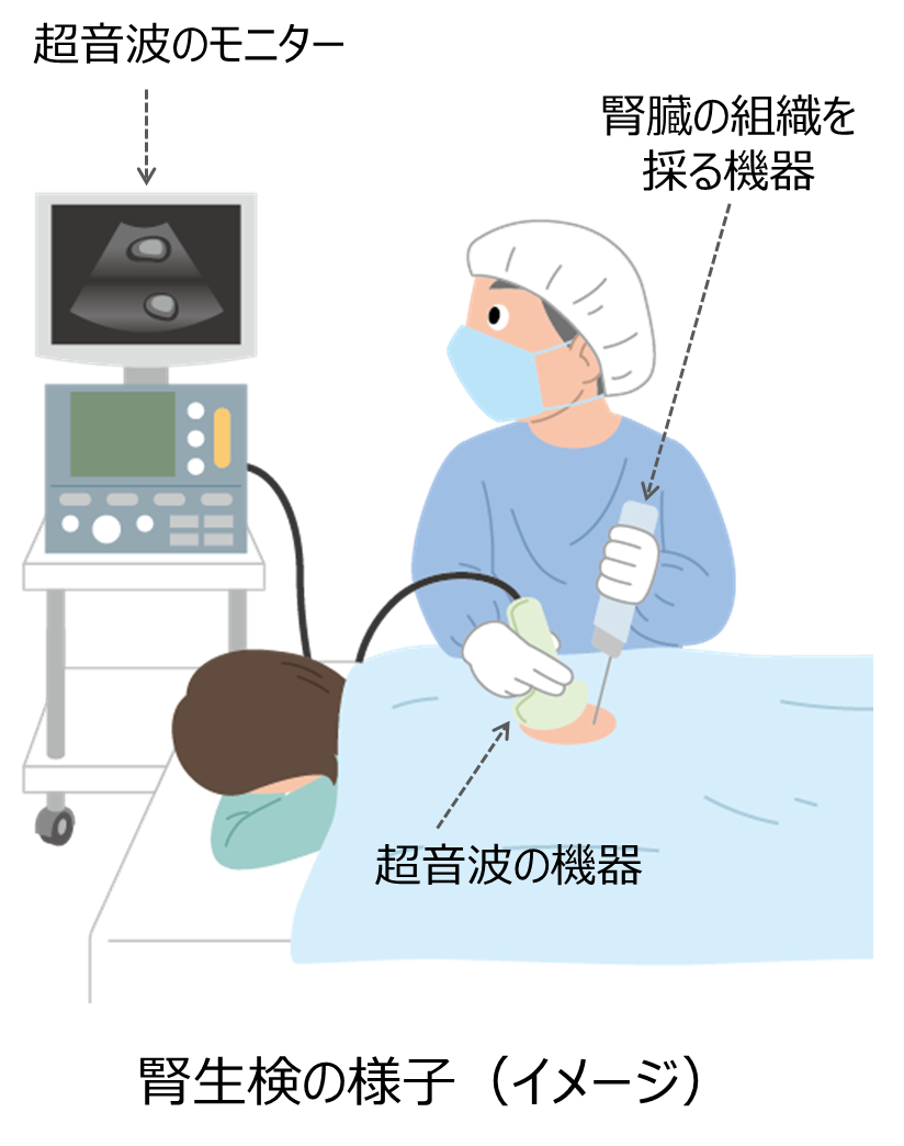 腎生検体験談｜痛みの真相と入院費用・地獄の絶対安静を徹底解説