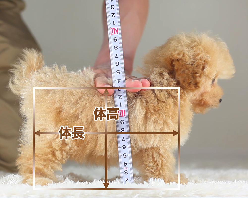ティーカッププードル成犬の現実｜大きさや体重・後悔しない飼い方