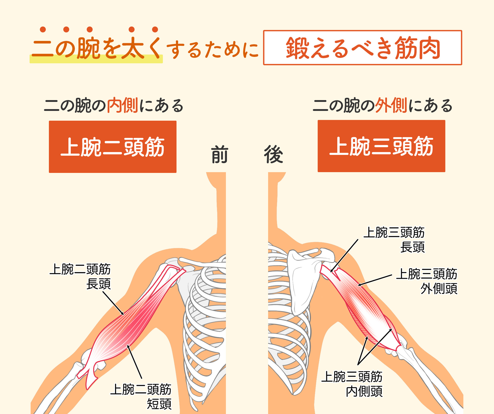 二の腕を太くするには理由があった！細腕コンプレックスを解消する2026年最新メソッド