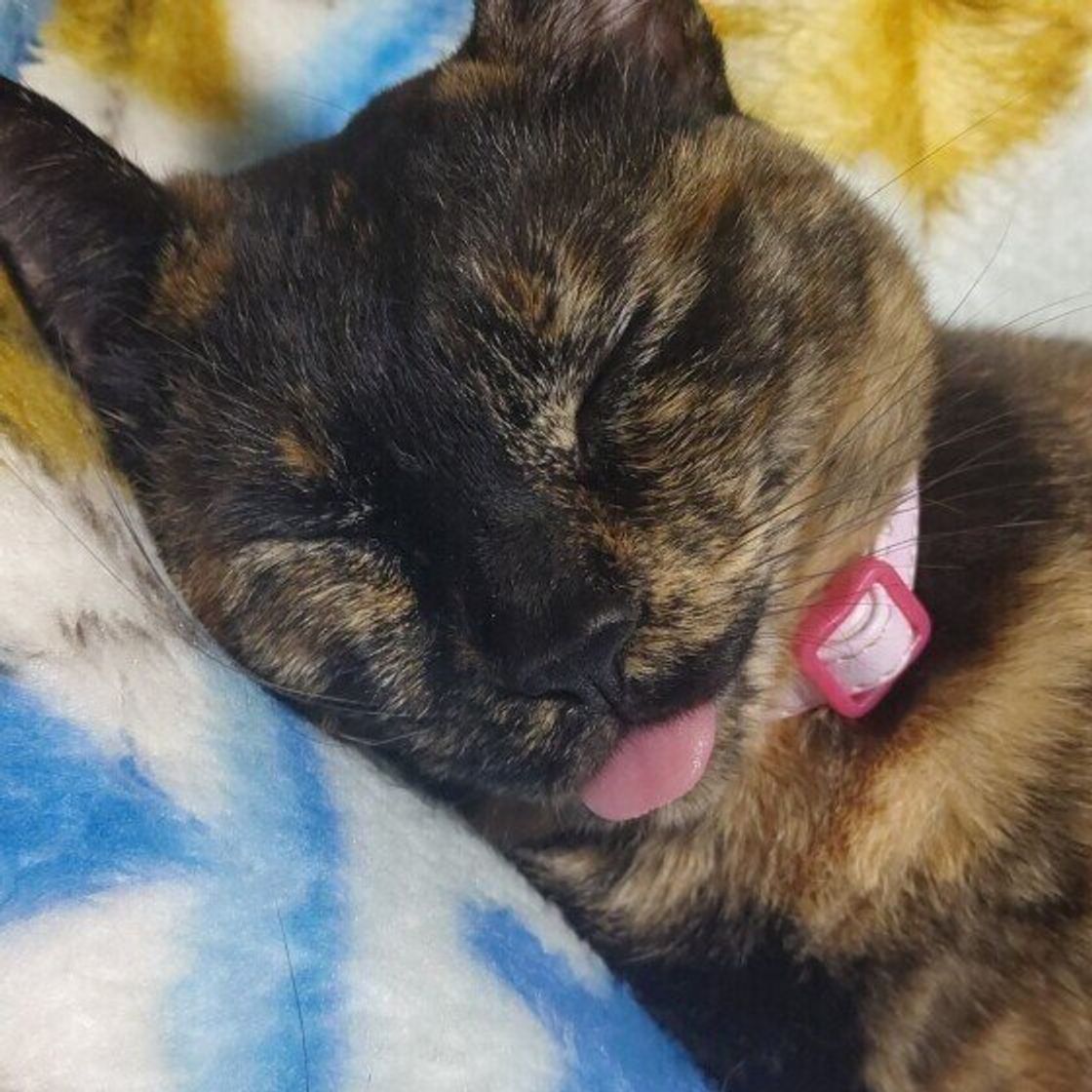 猫が寝てる時にピクピク動く理由とは？夢と危険な痙攣の見分け方