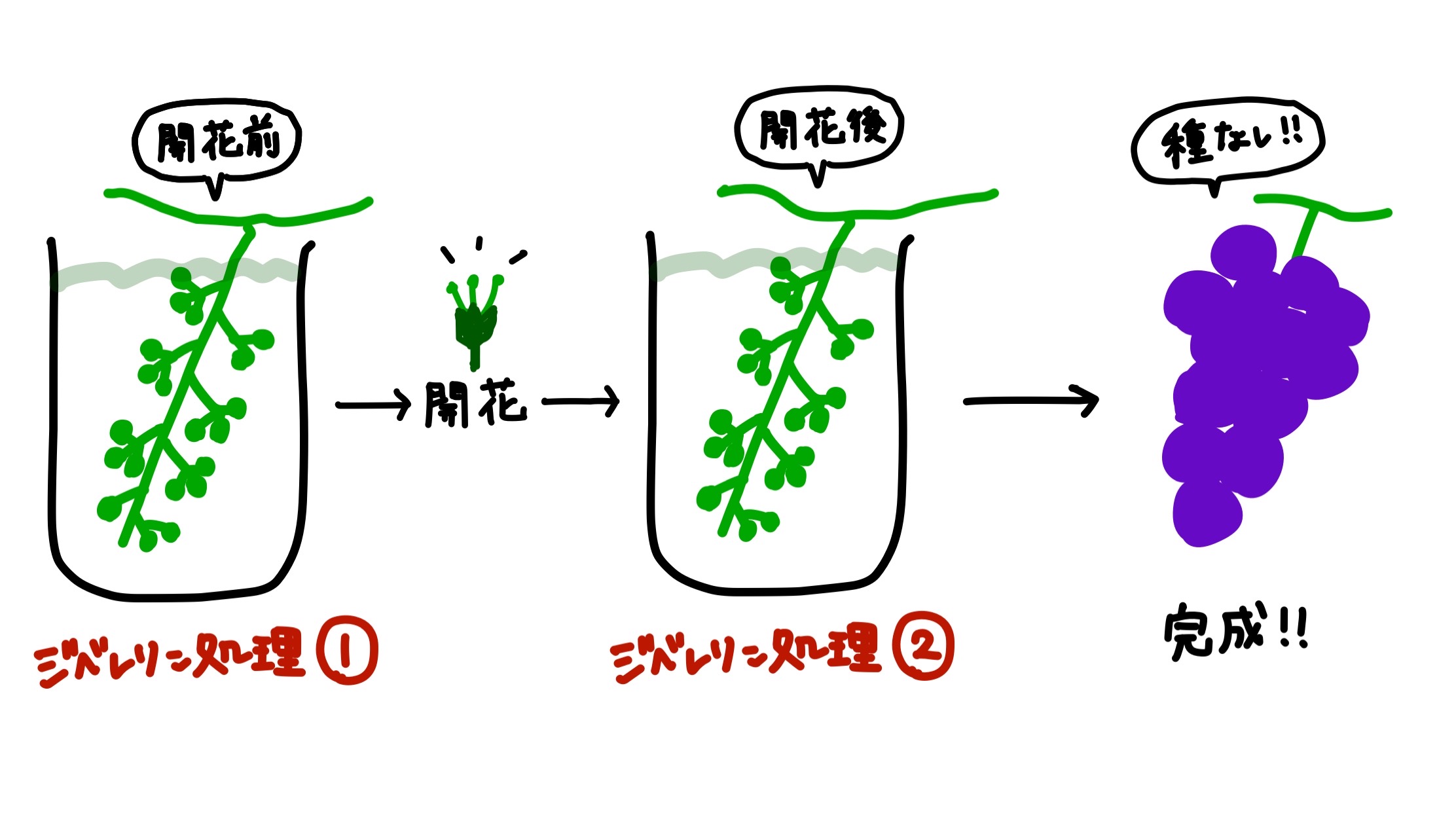 種無しぶどうの作り方を徹底解剖！ジベレリン処理の時期と失敗の罠