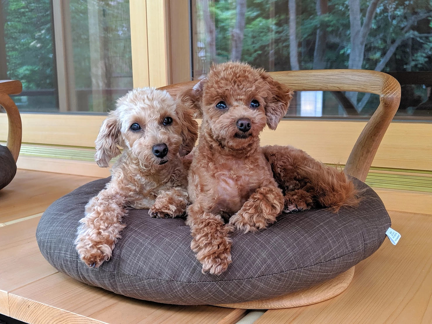 毛が抜けない犬の真実と2026年最新ランキング｜室内飼いの盲点を解剖