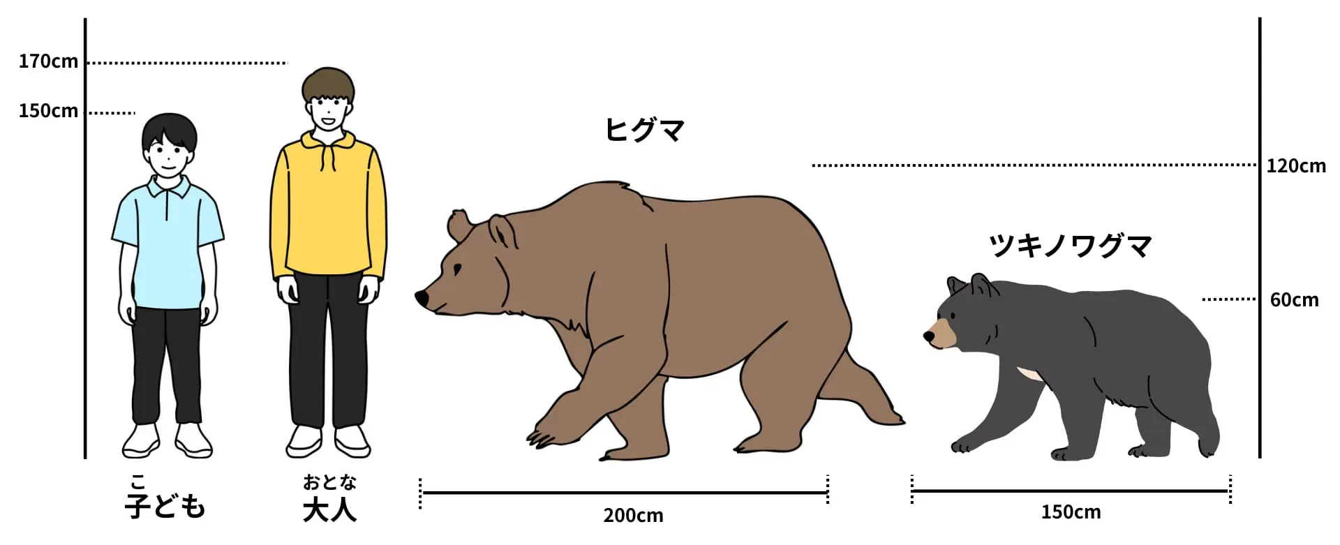 熊の大きさ比較と人間との体格差！種類別の危険度と遭遇対策