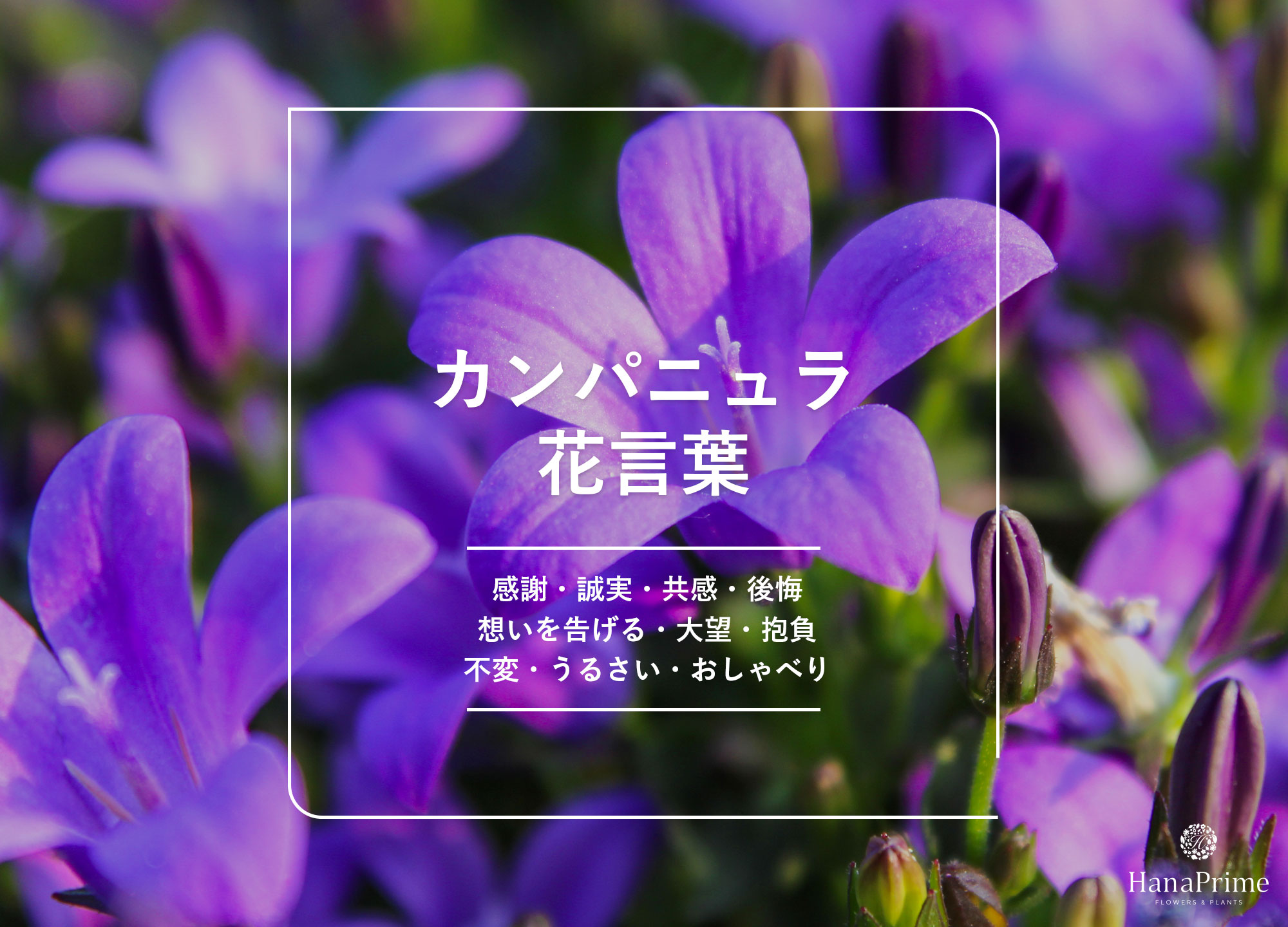 カンパニュラの花言葉と怖い意味の真相｜感謝と後悔の由来を徹底解剖