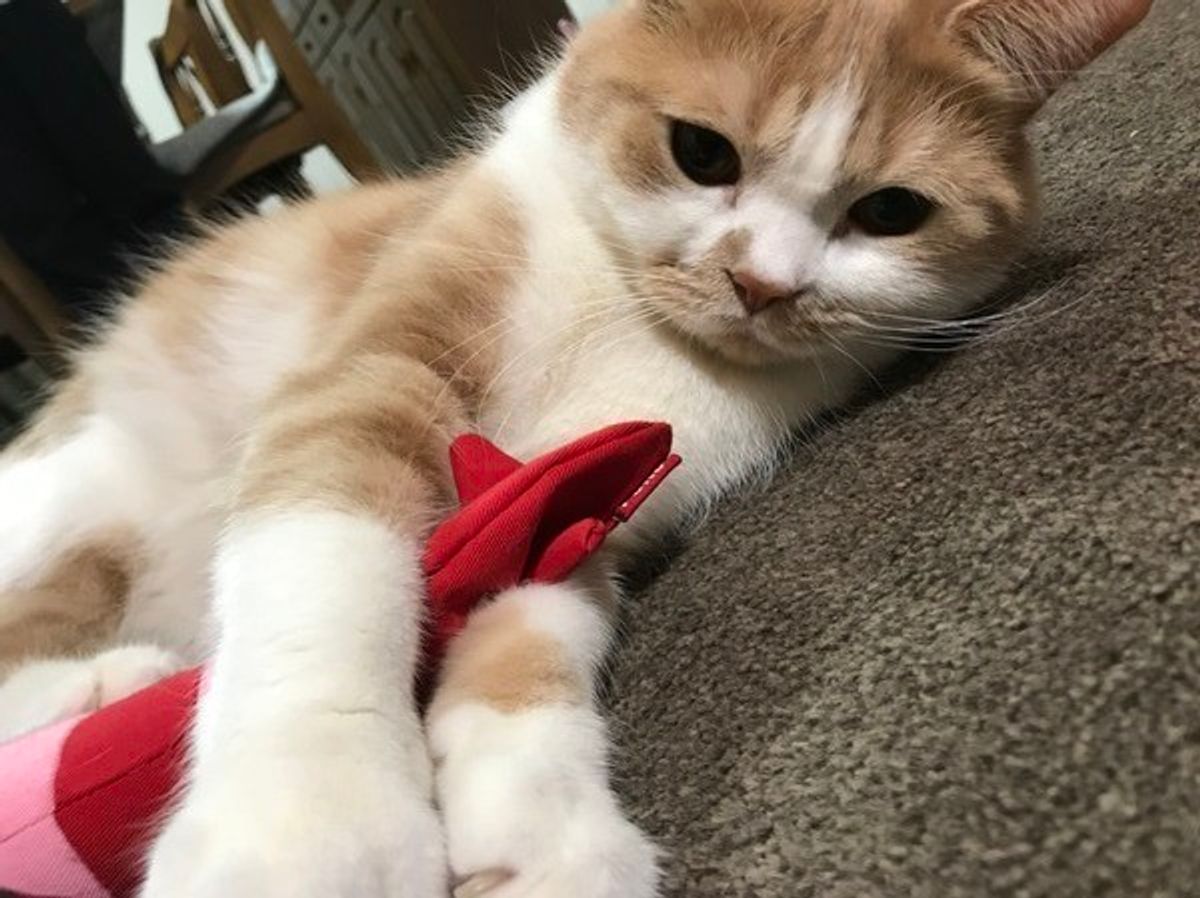 猫アレルギーでも猫と暮らす方法｜諦める前に知るべき最新対策