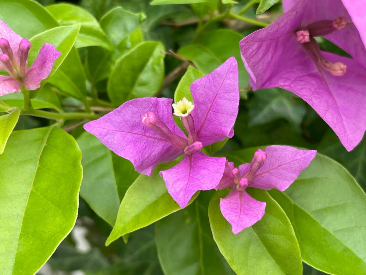 ブーゲンビリアの花言葉に怖い意味？色別一覧とギフトの注意点