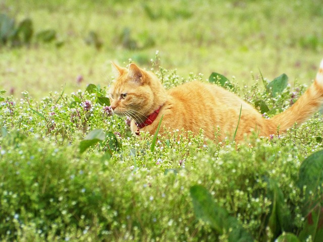 ねこかますの正体と現在は？麿白先生の記憶と愛猫たちの真実