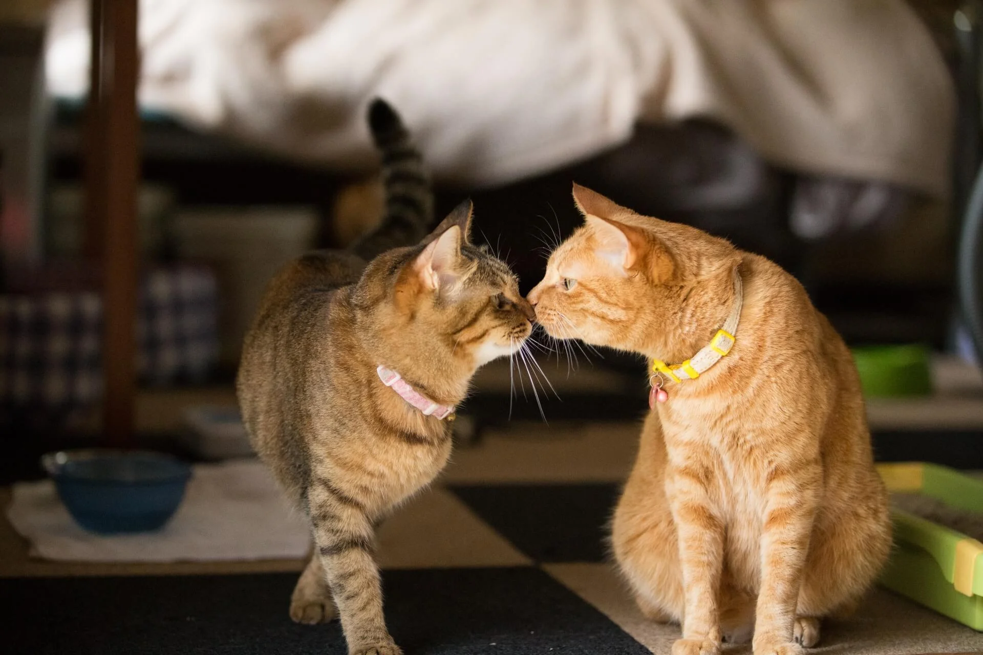 猫の鼻チューに隠された驚愕の真相！噛む理由と信頼サインを完全解説