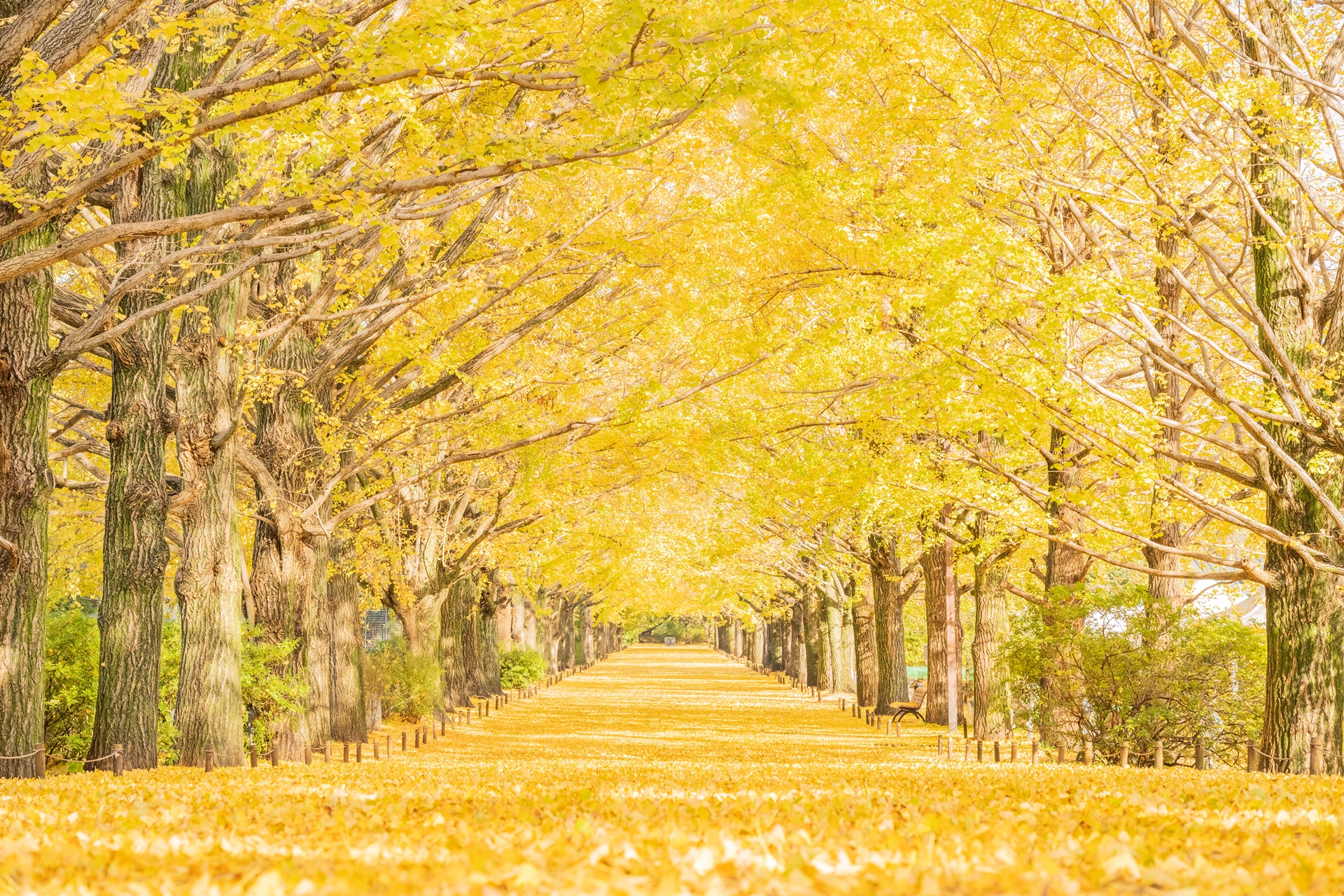 昭和記念公園イチョウ並木の見頃2026｜カナールと撮影攻略