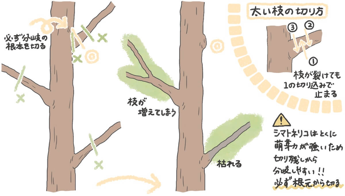 シマトネリコ剪定の最適時期と失敗を防ぐ強剪定の極意【2026年版】