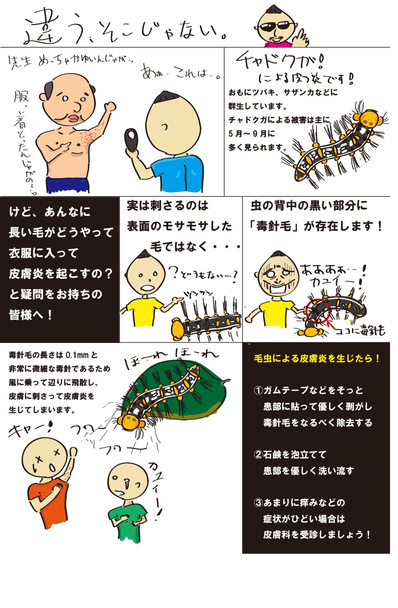 チャドクガ皮膚炎の治し方と応急処置｜触ってないのに痒い原因と市販薬