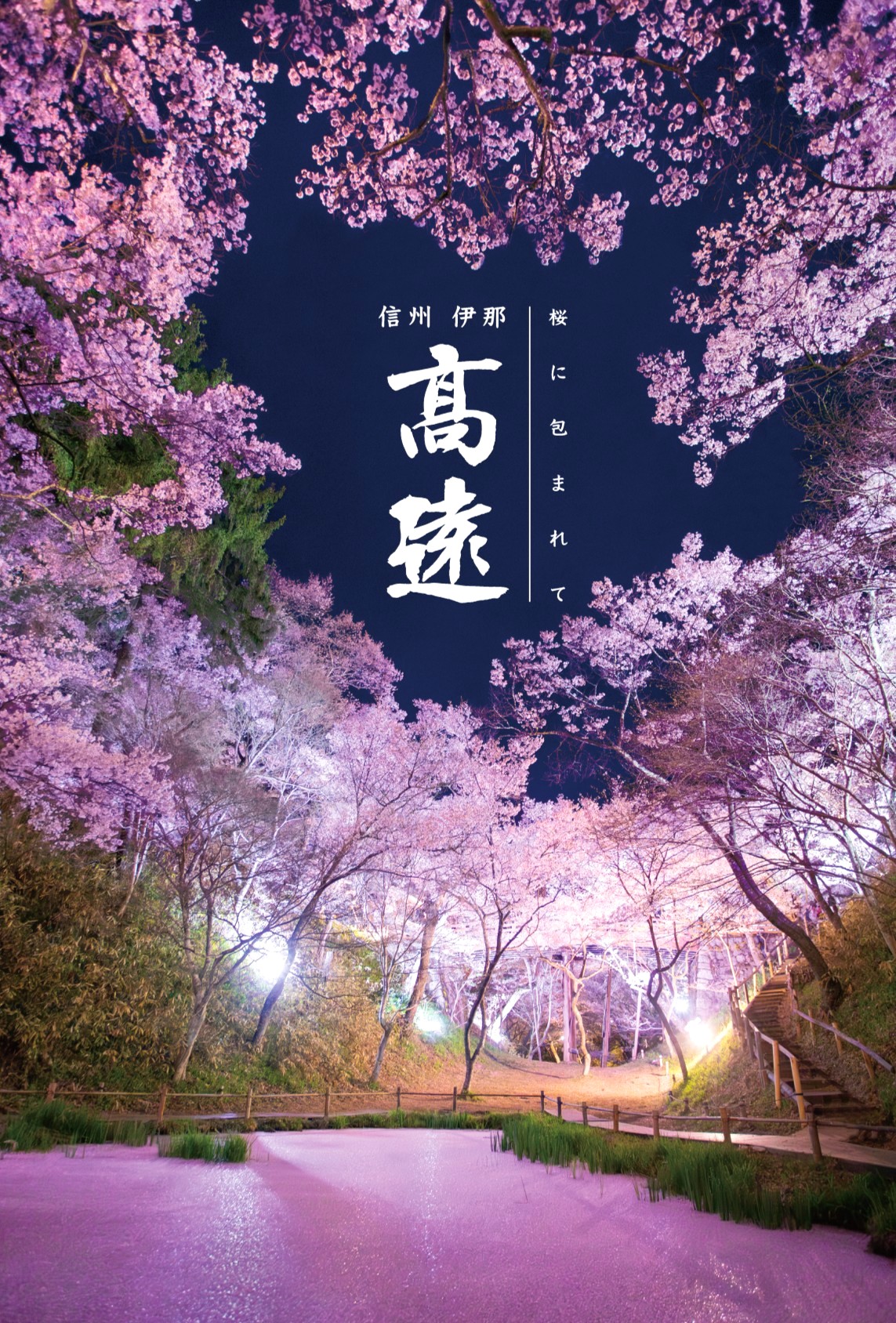 【2026】高遠城址公園の桜！見頃開花予想と混雑回避・穴場駐車場