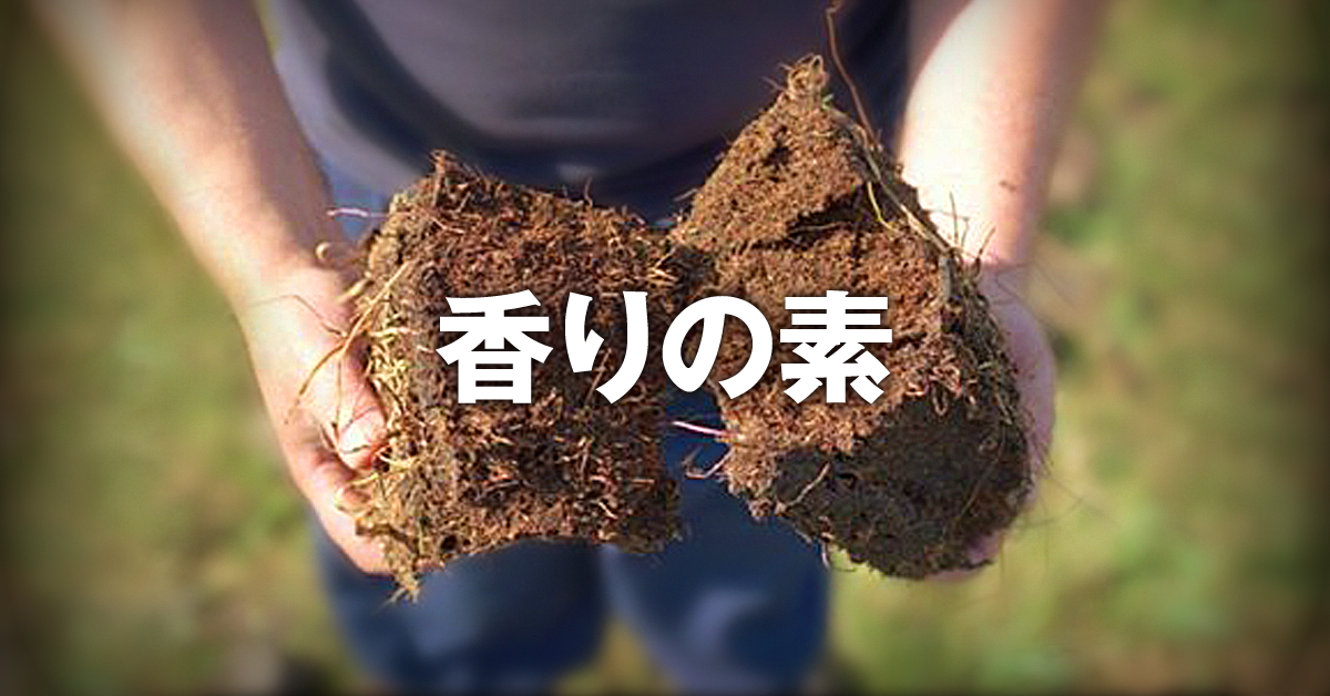 ウイスキーのピートとは？泥炭の正体と薬品香の秘密を徹底解剖