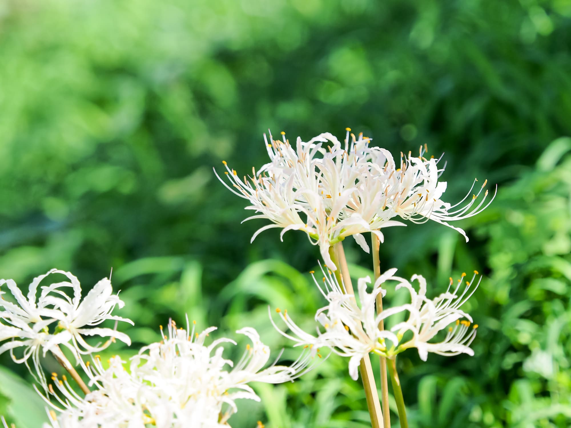 白い彼岸花の花言葉は怖い？「想うはあなた一人」の由来と赤との違いを解剖