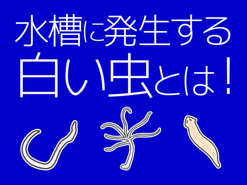 なぜ水槽に湧く？水ミミズ駆除の決定版！薬を使わず根絶する裏ワザ