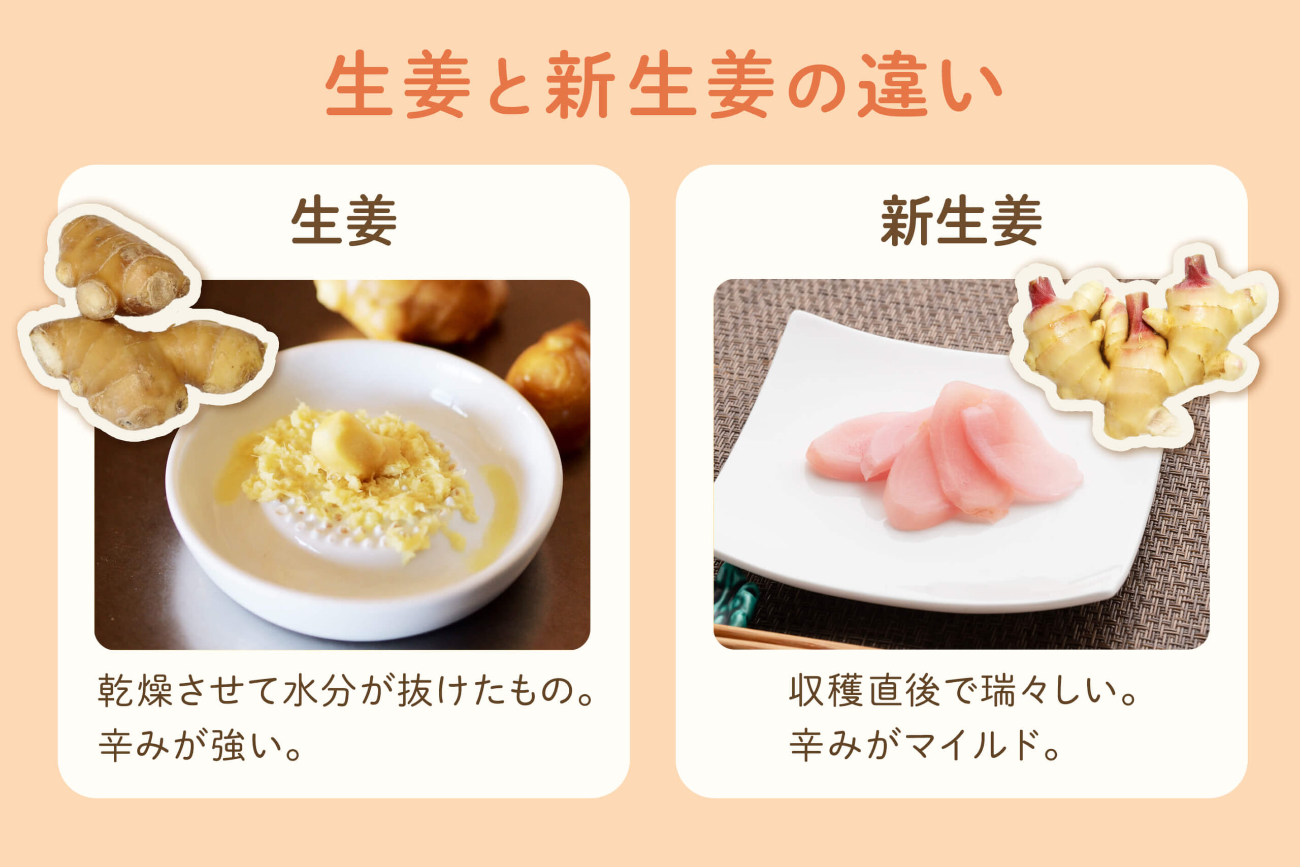 新生姜と生姜は「同じ植物の収穫時期違い」だった｜見た目・辛み・栄養を徹底比較