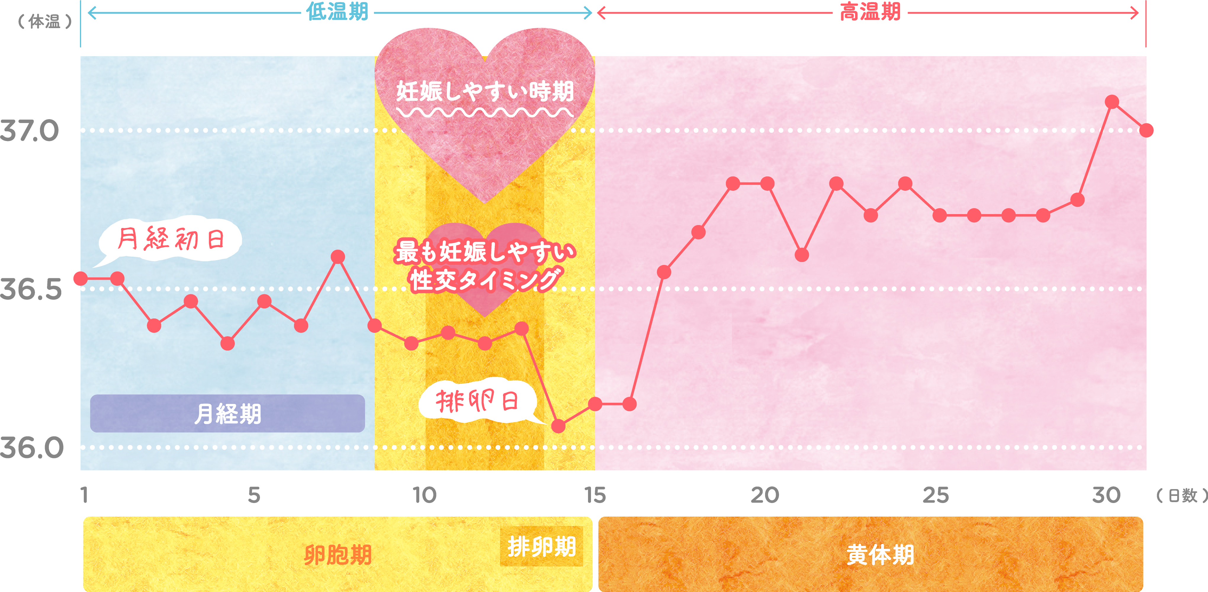 基礎体温で排卵日は特定できる？体温が下がる日の真相と最新妊活法