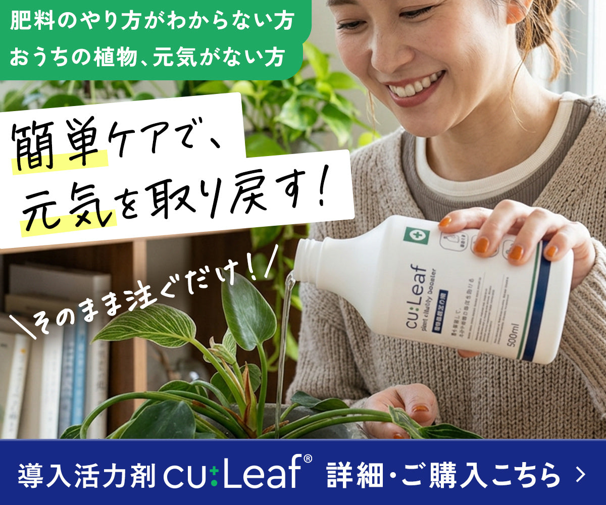 アヤメの花言葉が怖いと噂される真相｜復讐・恨みの諸説を徹底検証