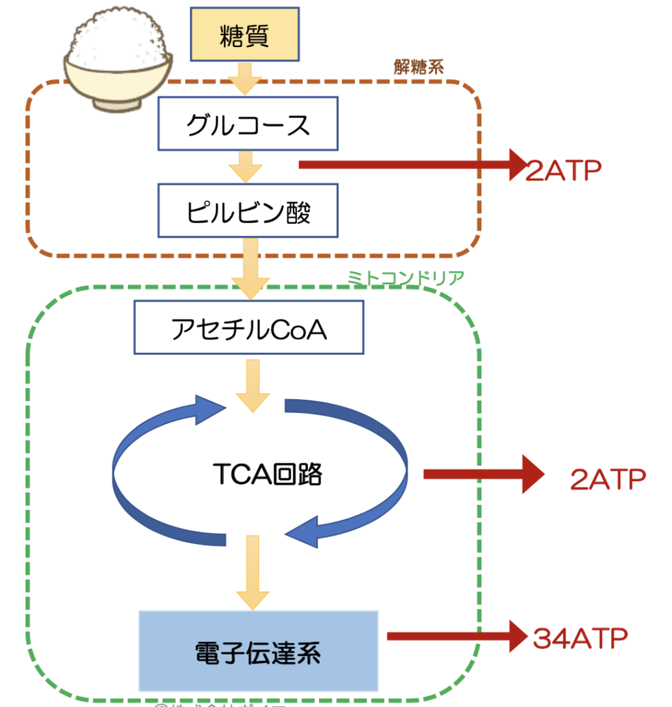 糖代謝とは？太る・疲れる原因を解明する仕組みと改善法