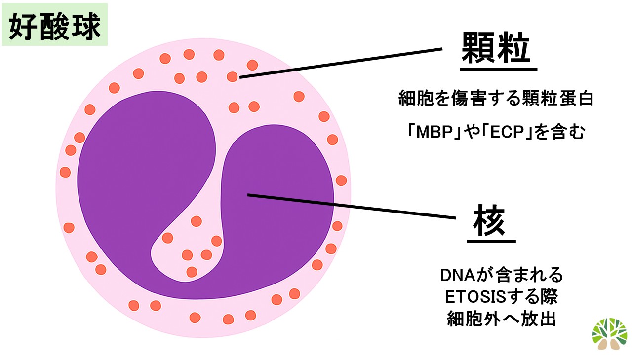好酸球が高い理由は？血液検査の基準値と見逃せない放置リスクを徹底解説
