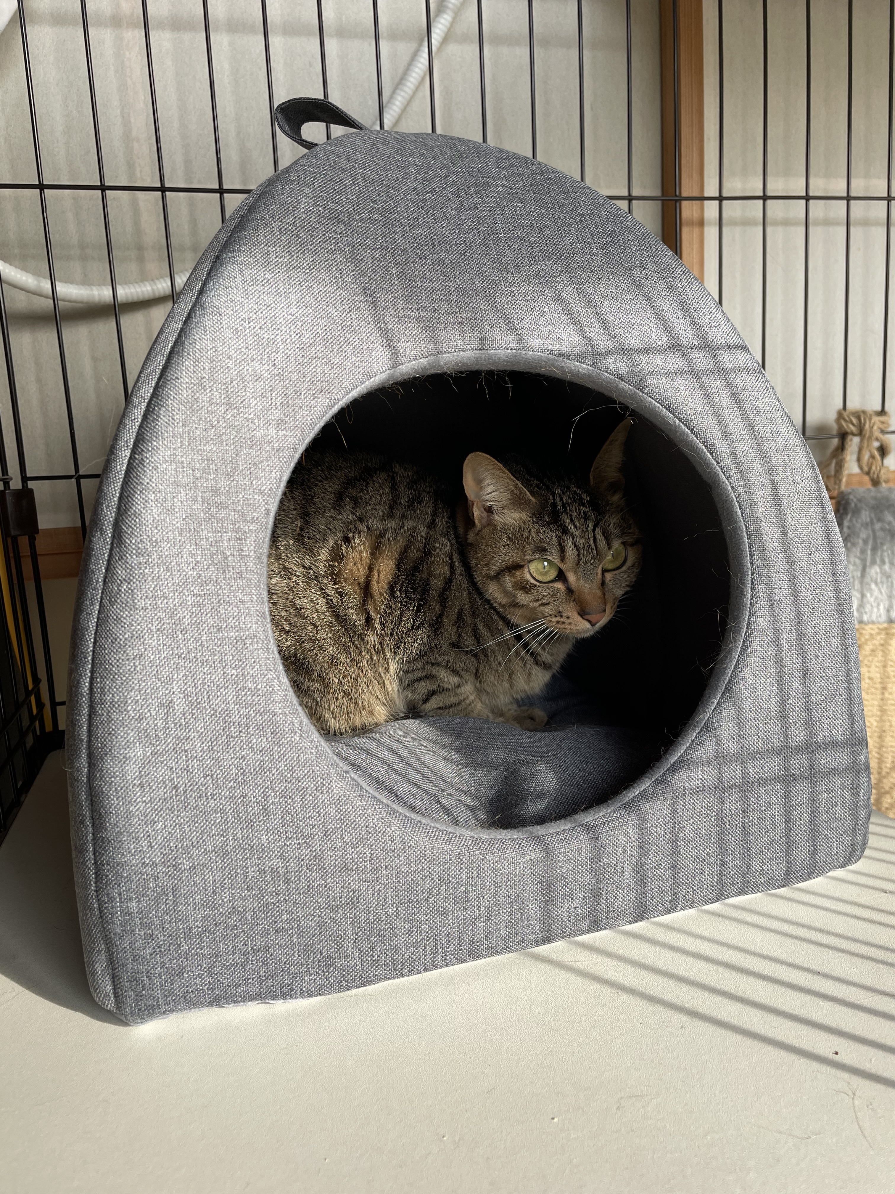 ダイソー猫ハウスは本当に買いか？500円商品の耐久性と愛猫家の本音