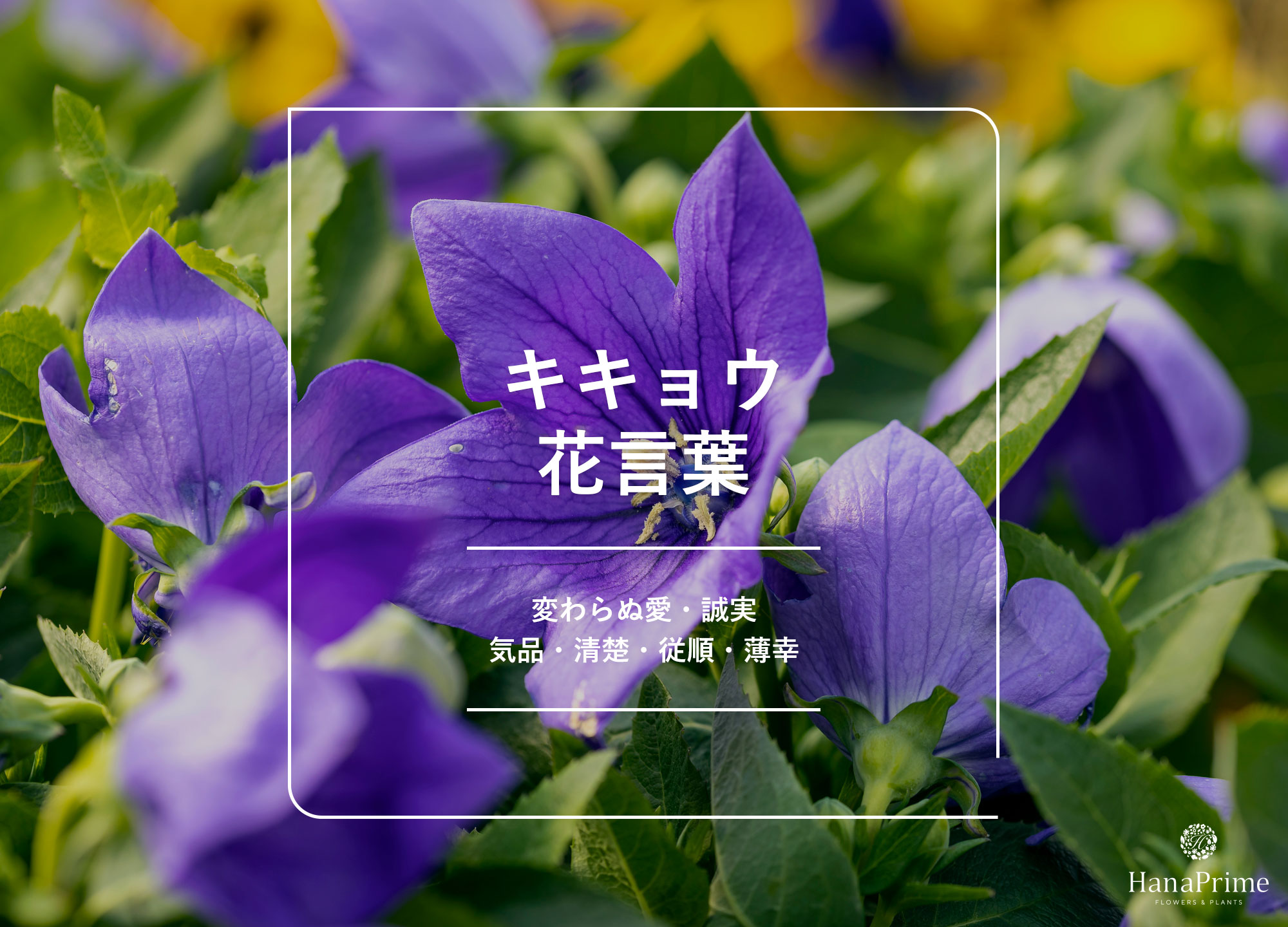 桔梗の花言葉は永遠の愛と怖い裏の意味？色別の真実と悲恋の由来を解剖