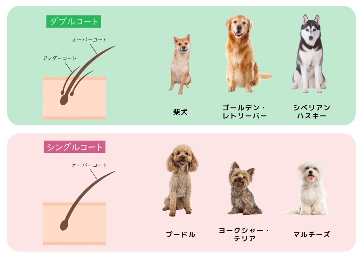 換毛期とは？愛犬愛猫の毛が抜ける理由と体調不良の見極め方【2026】