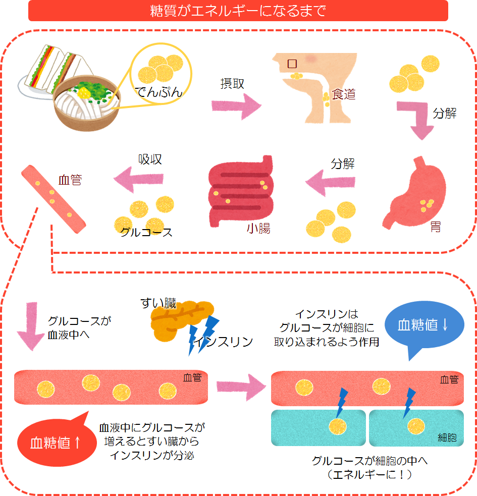 血糖値が上がるとどうなる？食後の眠気や渇きに潜むサインと最新予防策