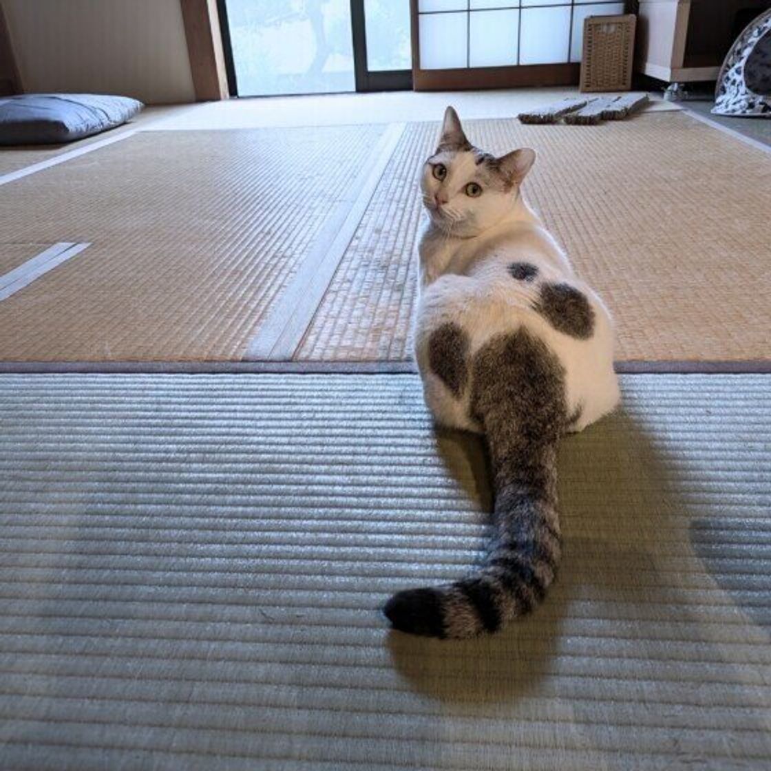 猫がしっぽで叩く心理の真実！床バンバンの怒りサインと甘えの見極め方