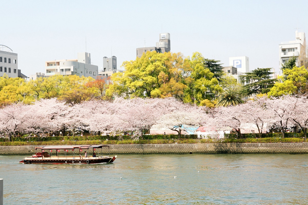 毛馬桜之宮公園の桜2026！屋台・混雑回避とBbqの真相徹底解剖