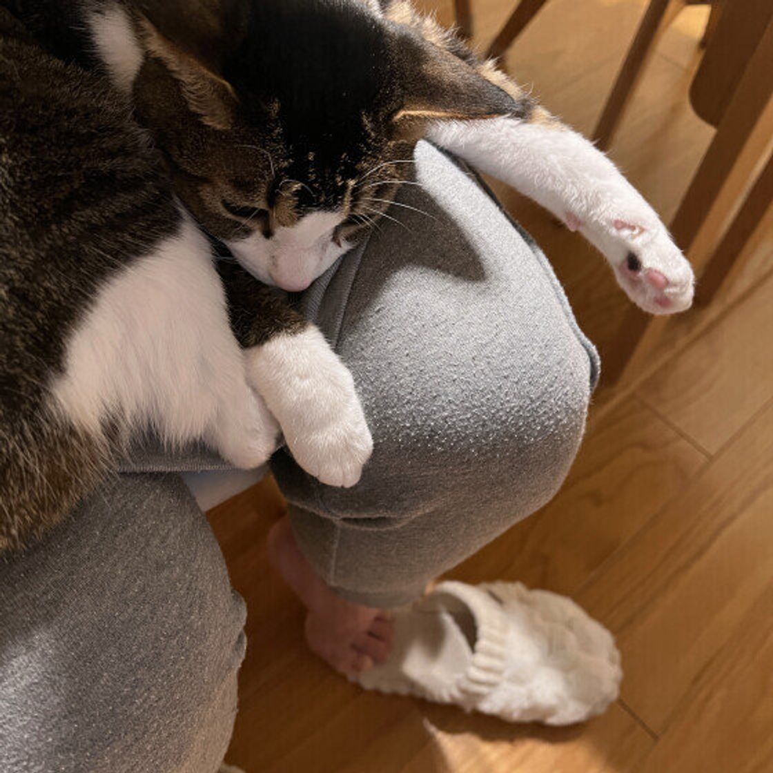 なぜ特定の人だけ？猫が膝に乗る人を選ぶ衝撃の真相と好かれる人の特徴
