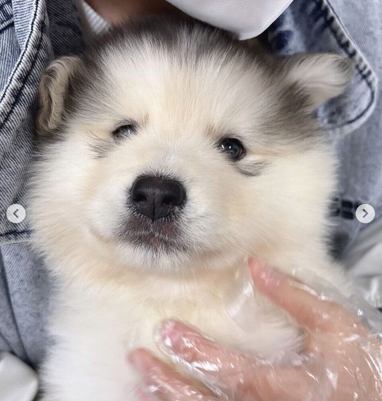 アラスカンマラミュート子犬の真実｜価格相場と後悔ゼロの飼育基準