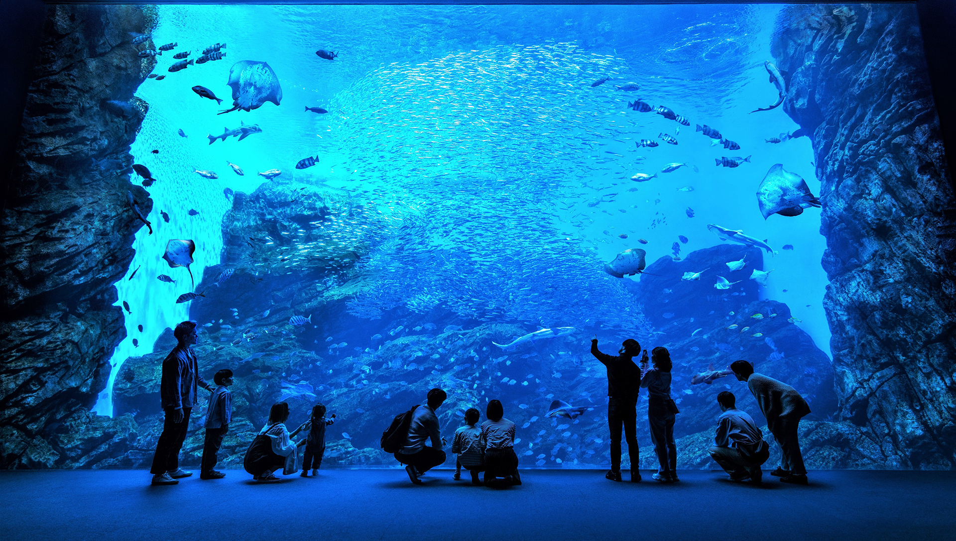 仙台うみの杜水族館完全攻略！割引・イルカショー時間と混雑回避術