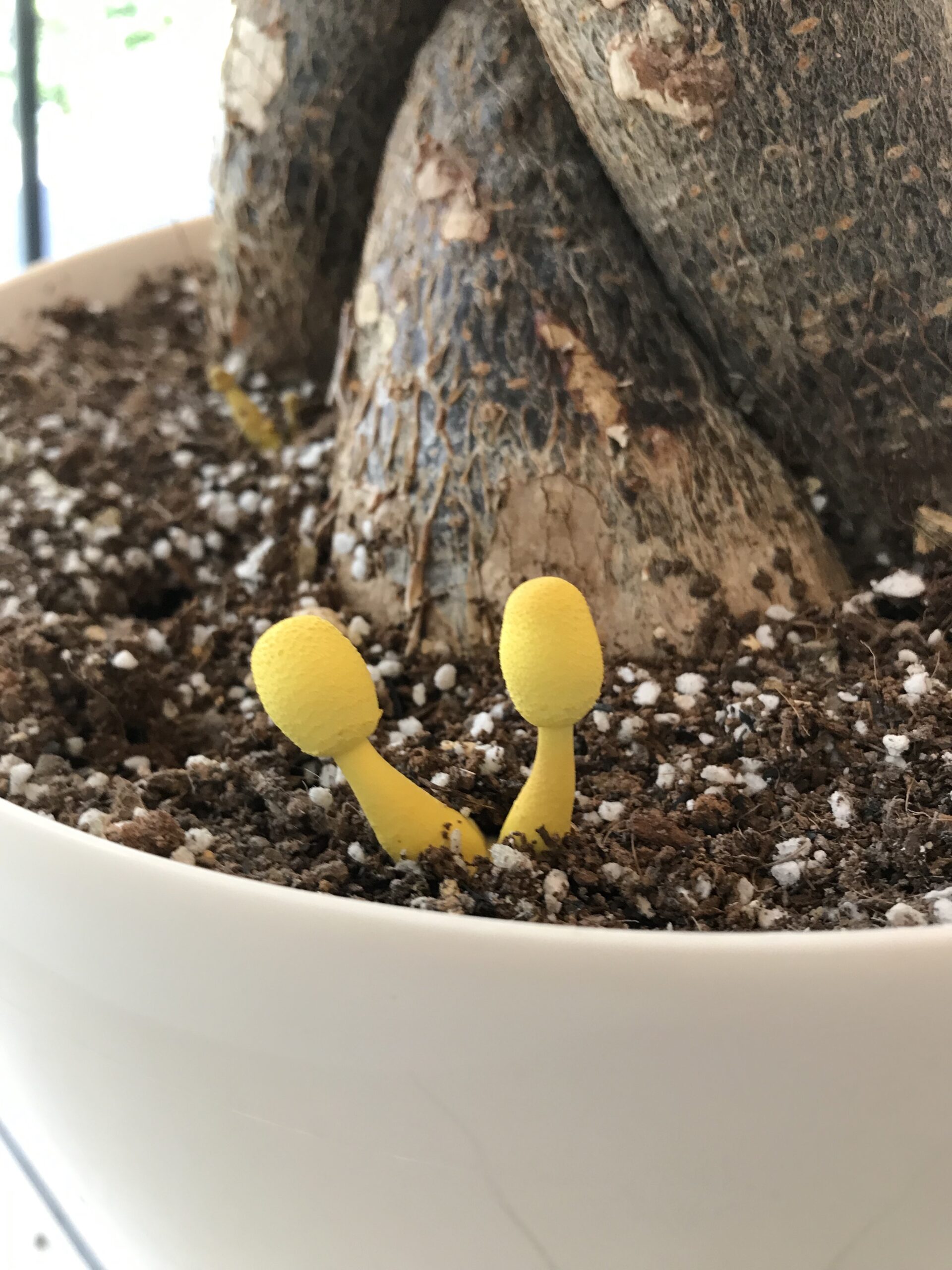 観葉植物の黄色いキノコは幸運の印？コガネキヌカラカサタケの毒性と対策