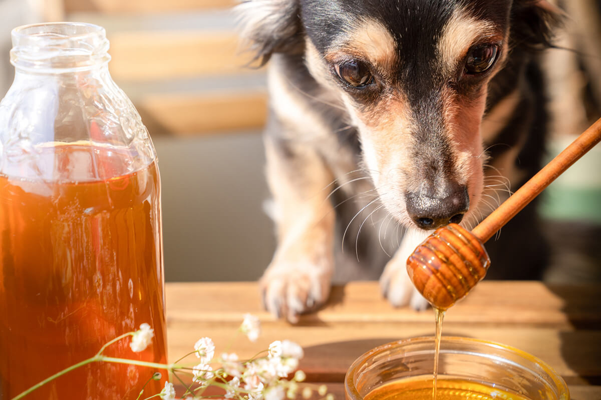 犬にはちみつは大丈夫？命に関わる危険な落とし穴と適正量【2026年】