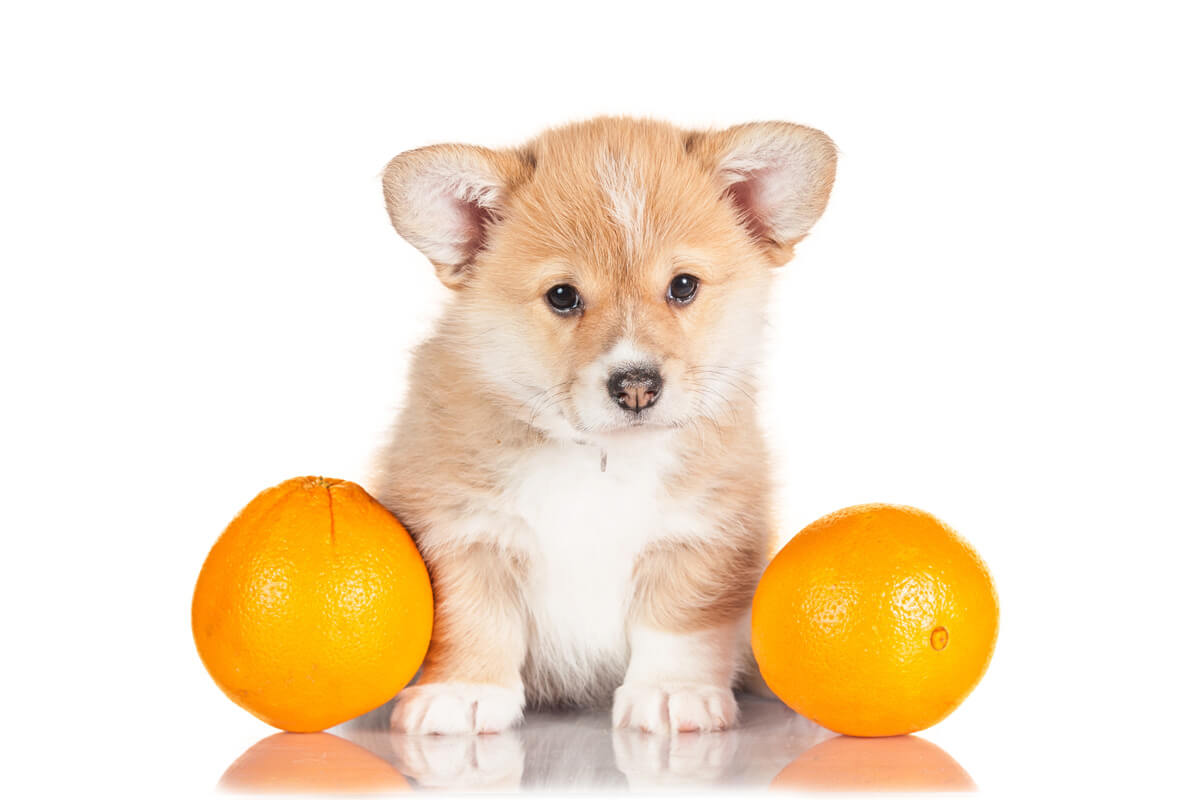 犬にみかんは大丈夫？皮の危険性と適量・中毒リスクの真実【2026最新】