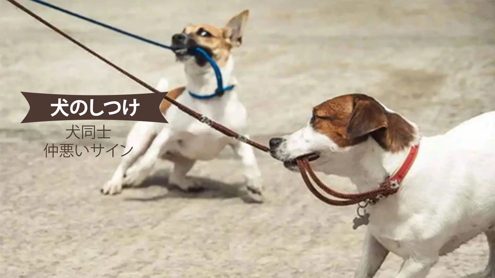 犬同士の仲が悪いサインとは？危険な行動と改善策を徹底解説