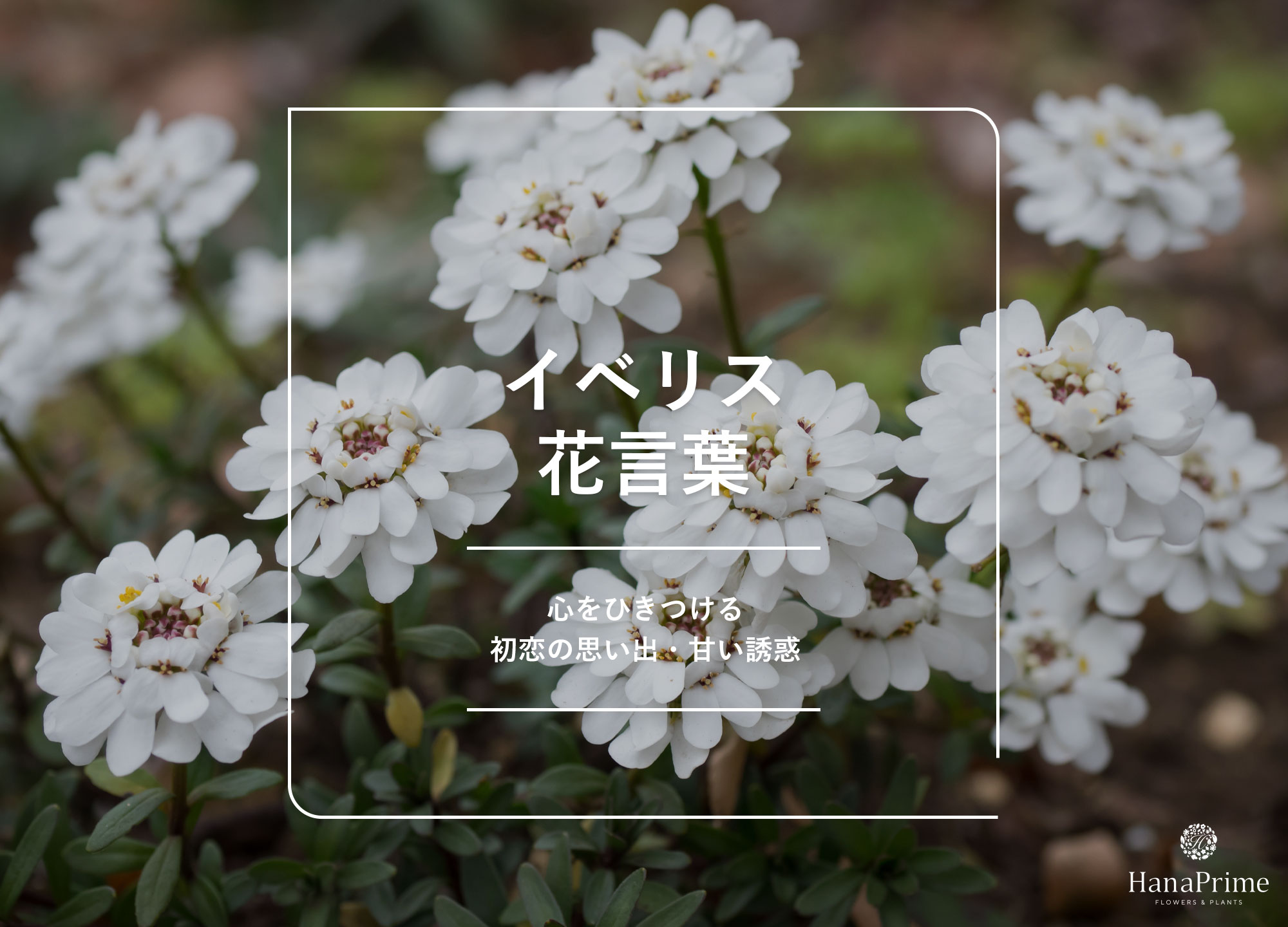 イベリス花言葉の真相｜初恋の思い出と無関心という裏の意味を徹底解剖