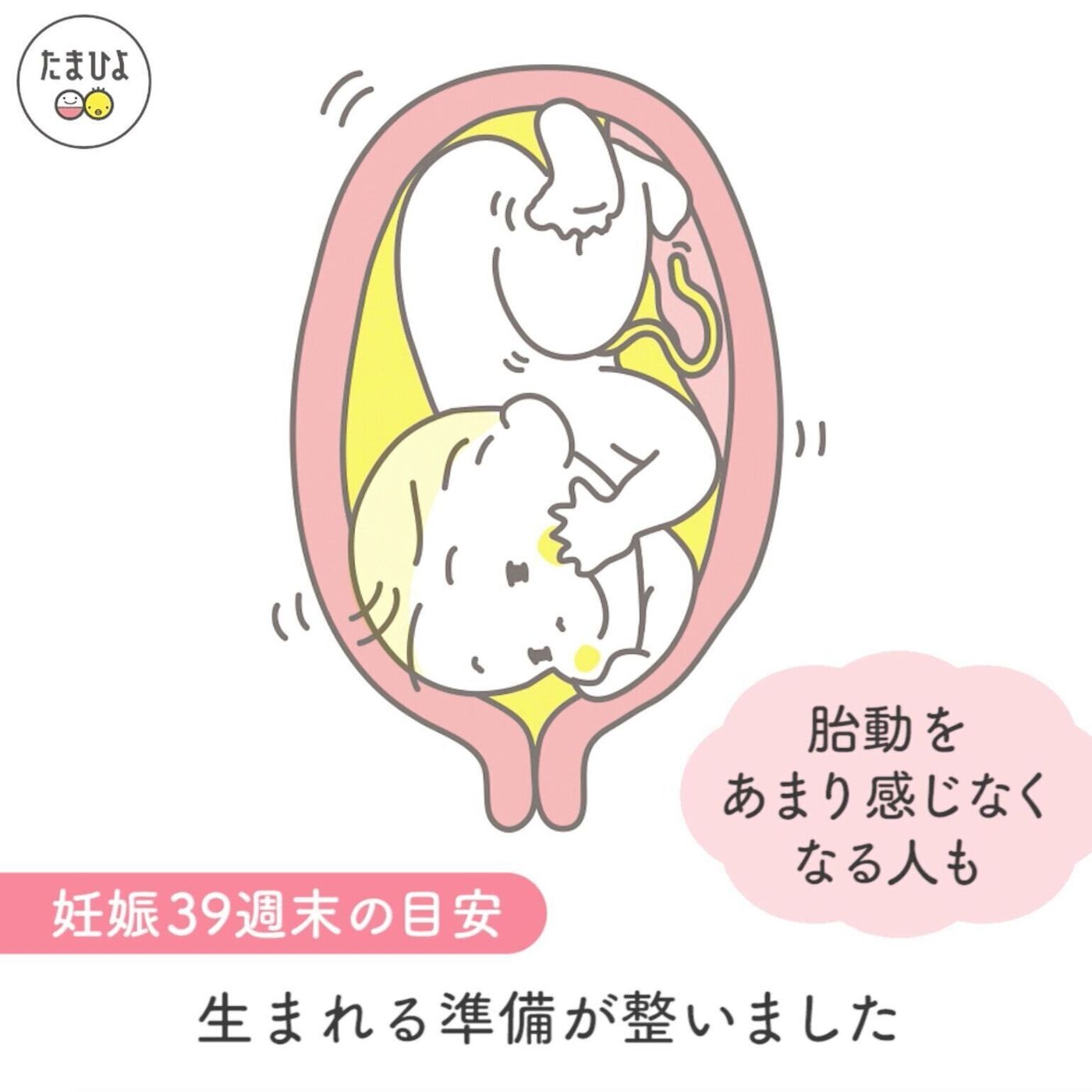 赤ちゃんはお腹の中で何してる？指しゃぶりや胎動の真相と成長の全貌