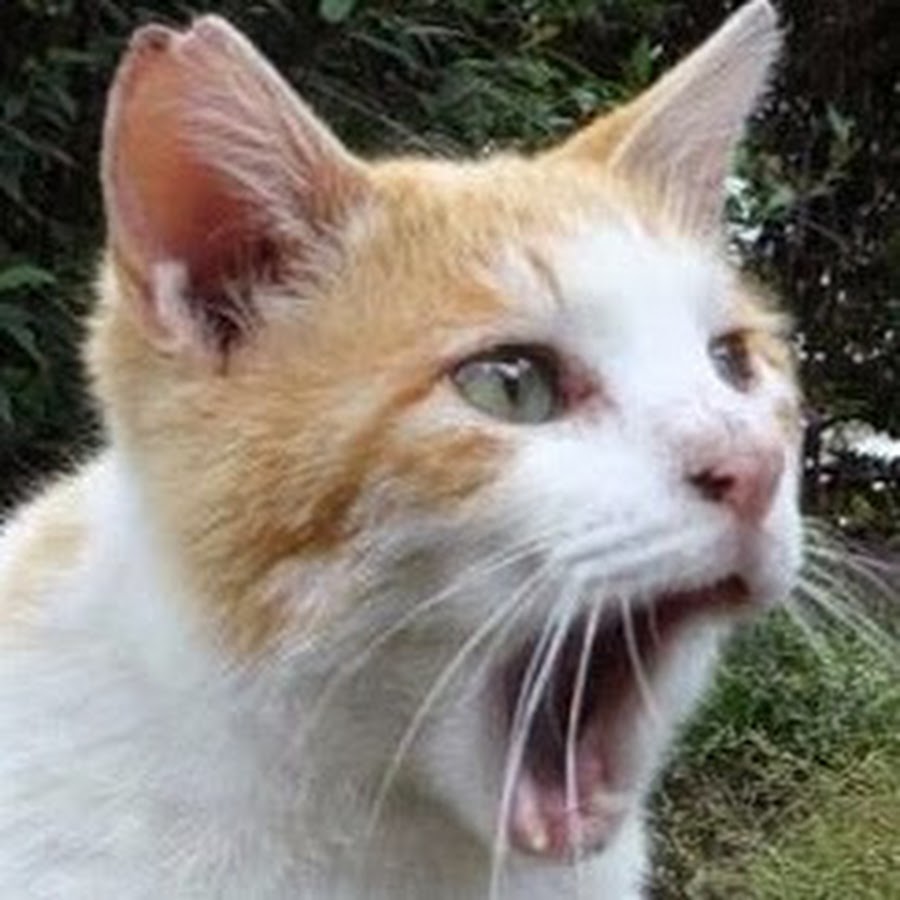 ねこかます現在の真実と保護猫のいま｜2026年最新の評判と経歴を徹底解剖