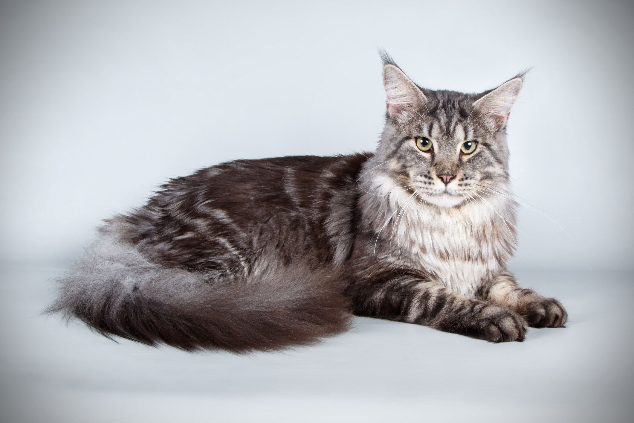 「メイクイーン猫」の真相とは？メインクーンとの違いと2026年最新実態