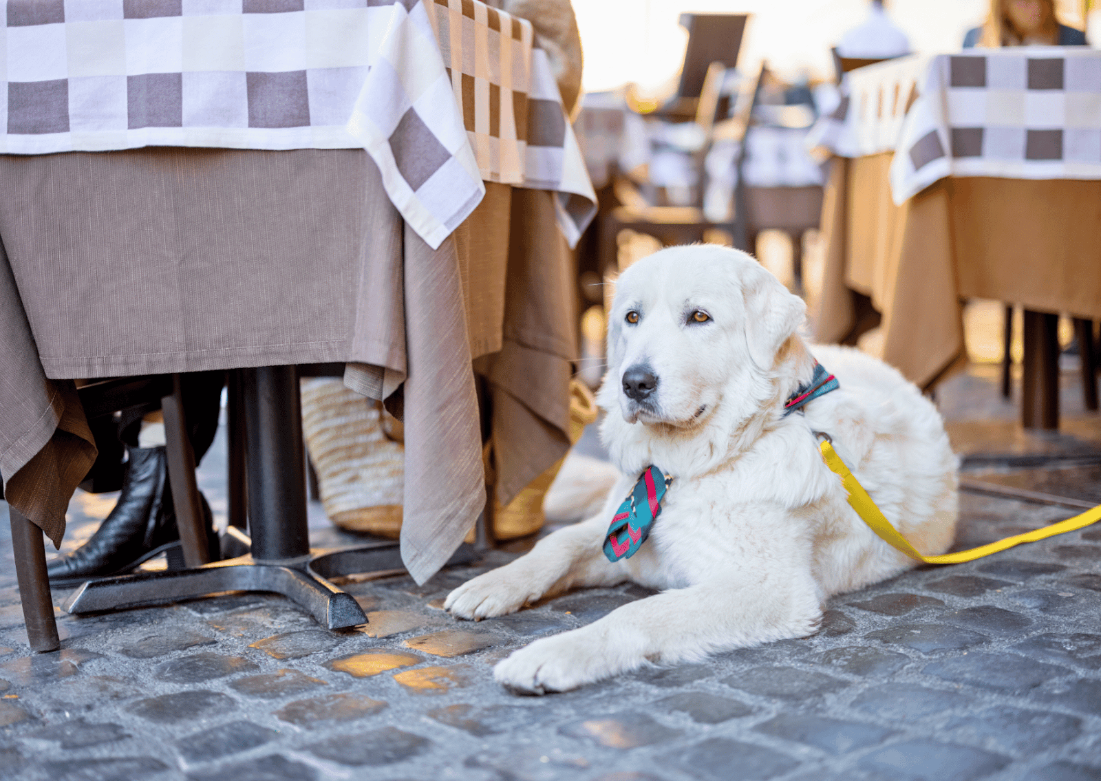 愛犬と楽しむ犬同伴レストランの真実｜2026年最新名店とマナー徹底比較