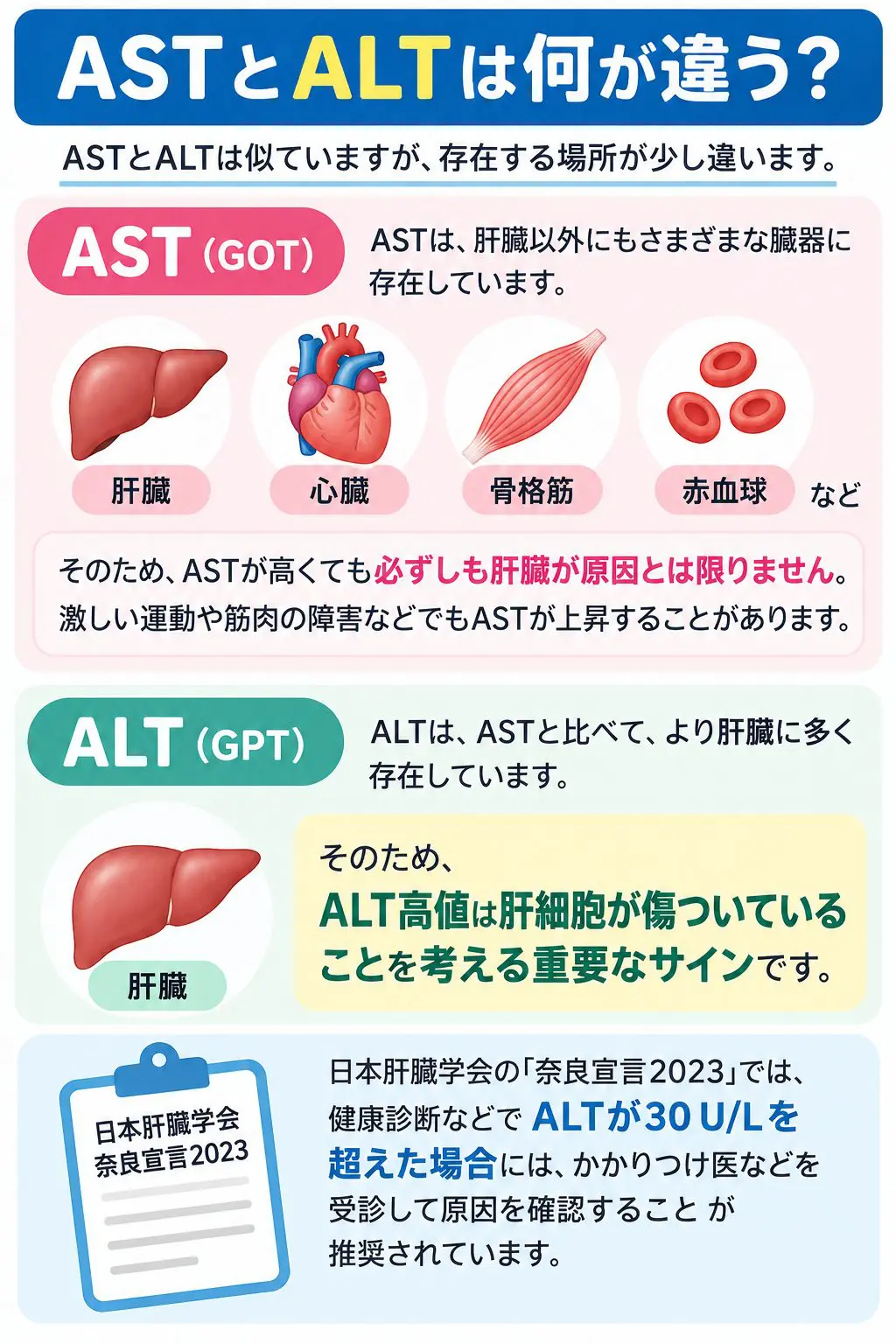 Ast・Altが高い原因とは？放置厳禁の肝臓サインと最新改善法
